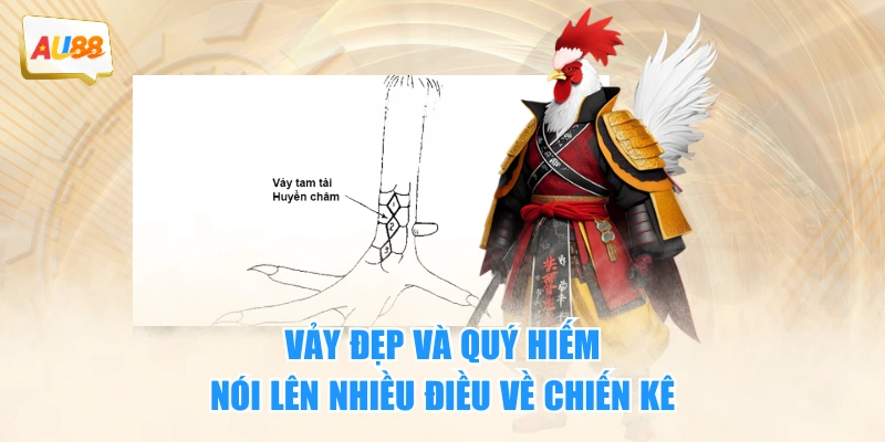 Vảy đẹp và quý hiếm nói lên nhiều điều về chiến kê